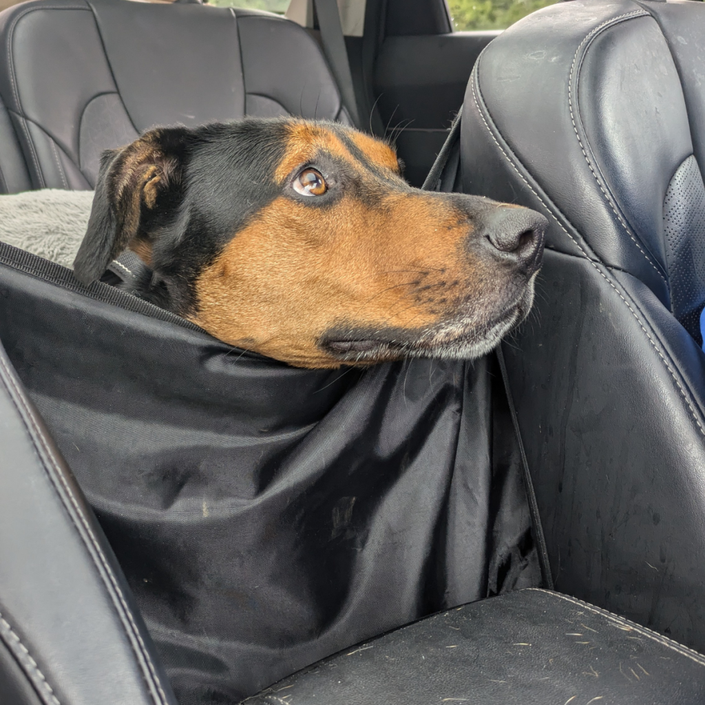 Our black and tan dog rests his head on a dog taco. A dog taco is the cloth trap you put over the back seat of your car to contain a dog so he doesn't try to drive while you're on the highway.